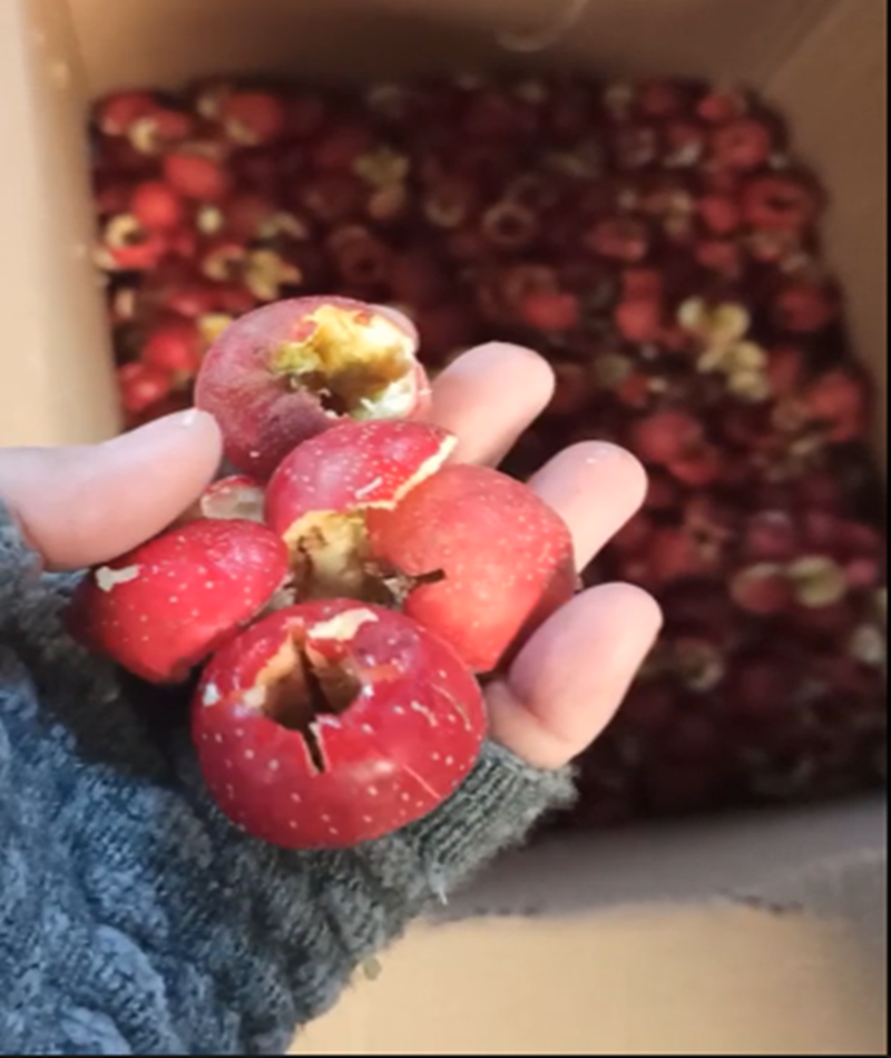 山楂、青梅去核機(jī)